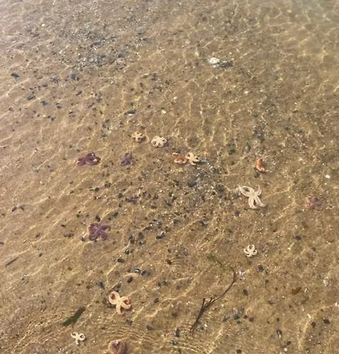 D'hotes Pres De La 3* Pornichet